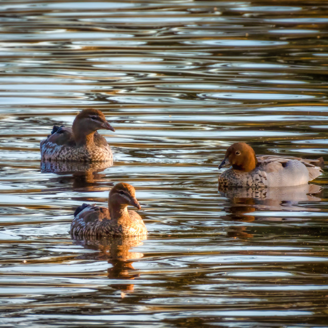 "Wood Ducks Swimming" stock image