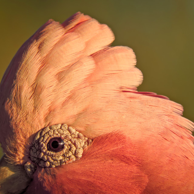 "Galah Close Up" stock image