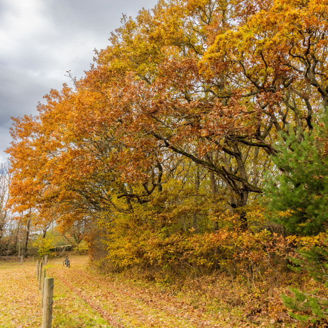 "Autumn perspective" stock image