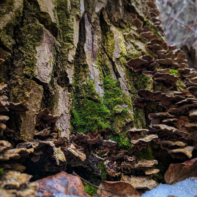 "A fungal frill" by MLLL Photography - $22.82 "A fungal frill" stock image