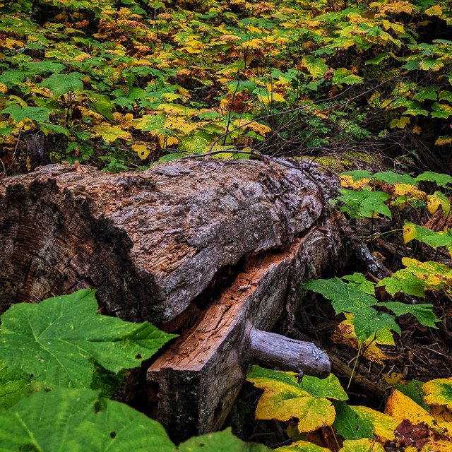 "Logs are full of life" by MLLL Photography - $27.89 "Logs are full of life" stock image
