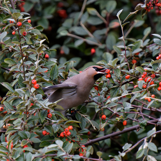 "Bohemian Waxwing" stock image