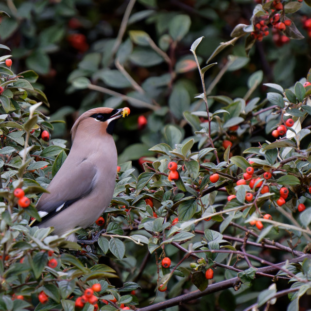 "Bohemian Waxwing" stock image