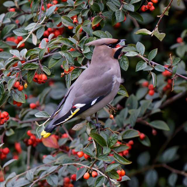 "Bohemian Waxwing" stock image