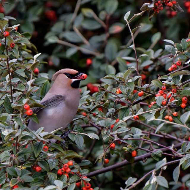 "Bohemian Waxwing" stock image