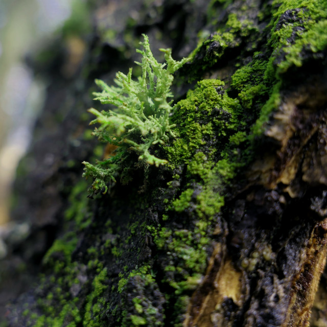 "Standout Lichen" by MLLL Photography - $25.35 "Standout Lichen" stock image