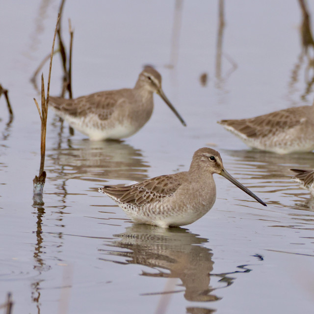 "Long-billed Dowitcher" stock image