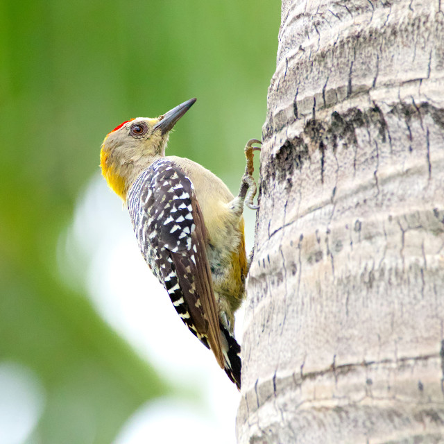 "Hoffman's Woodpecker" stock image