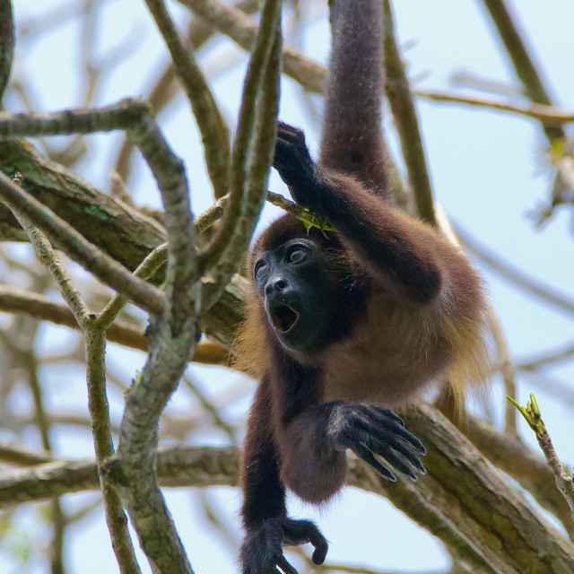 "Mantled Howler Monkey" stock image