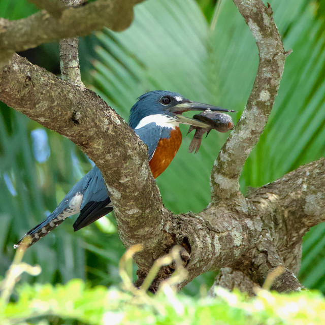 "Ringed Kingfisher" stock image