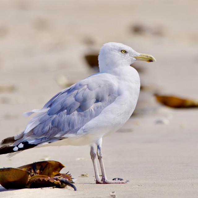 "Portrait of Seagull" stock image