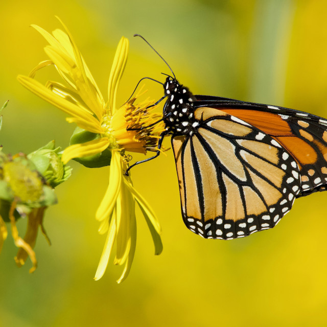 "Potrait of a Monarch Butterfly" stock image