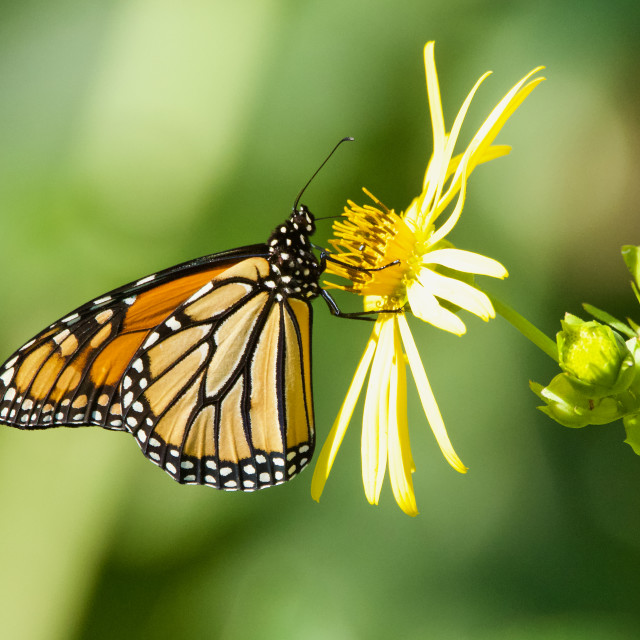 "The Monarch of the Skies" stock image