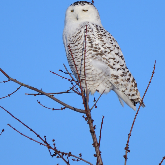 "Snowy owl" stock image
