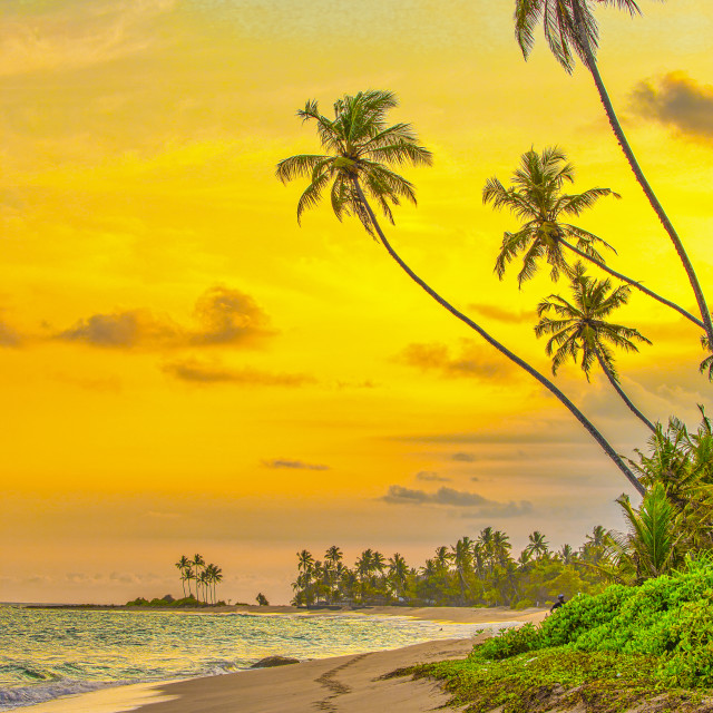 "SRI LANKA LEANING PALMS" stock image