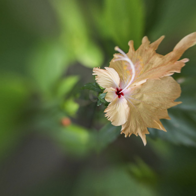 "DANCING PETALS" stock image