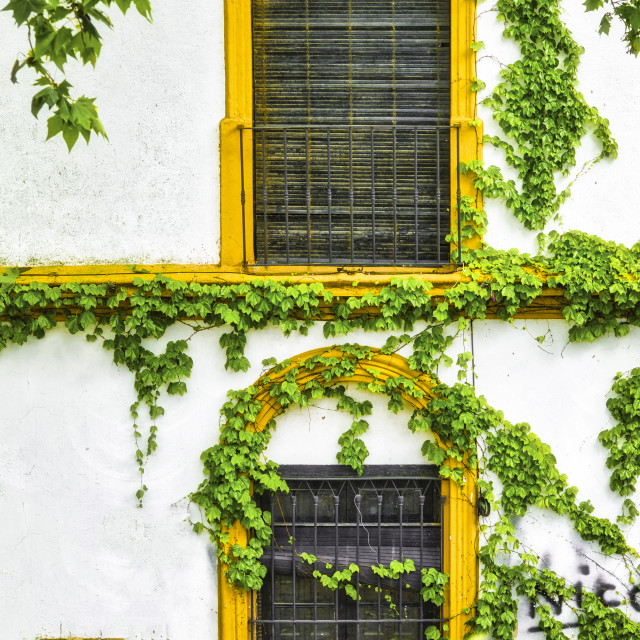 "YELLOW WINDOW FRAMES" stock image