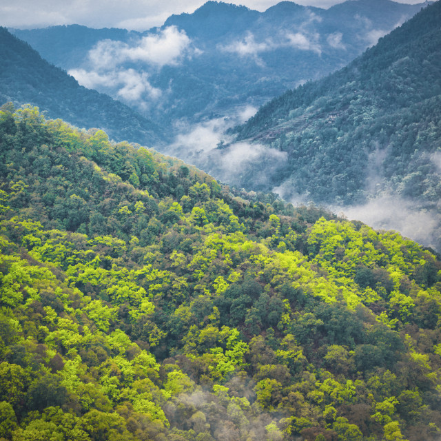 "BHUTAN MOUNTAIN MIST" stock image