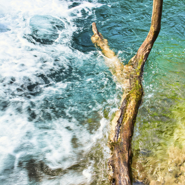 "FALLEN LIMB" stock image