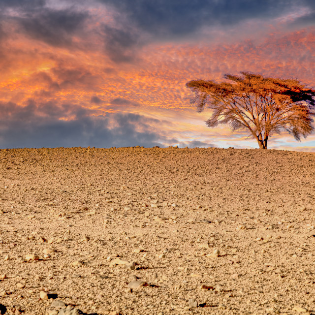 "SAHARA TREE" stock image