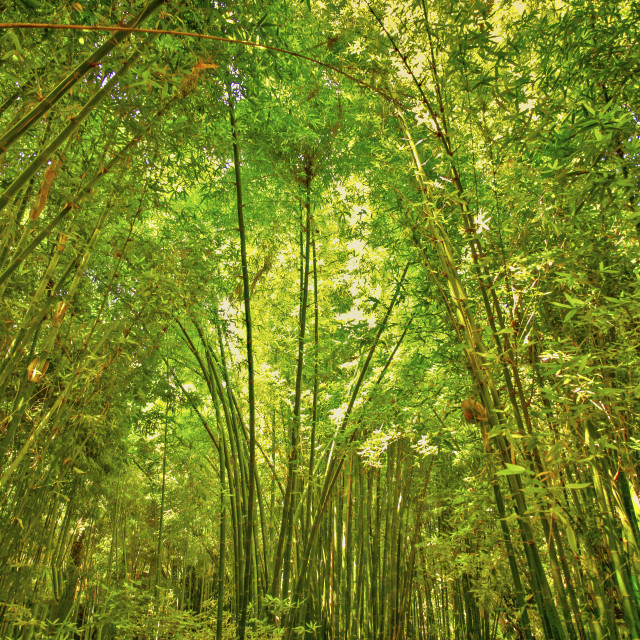 "MAJORELLE GARDENS" stock image