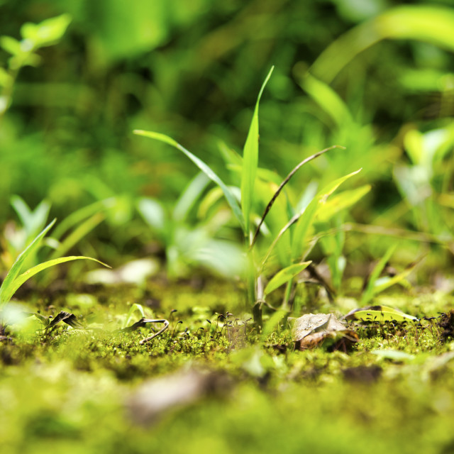 "FROG'S EYE VIEW" stock image