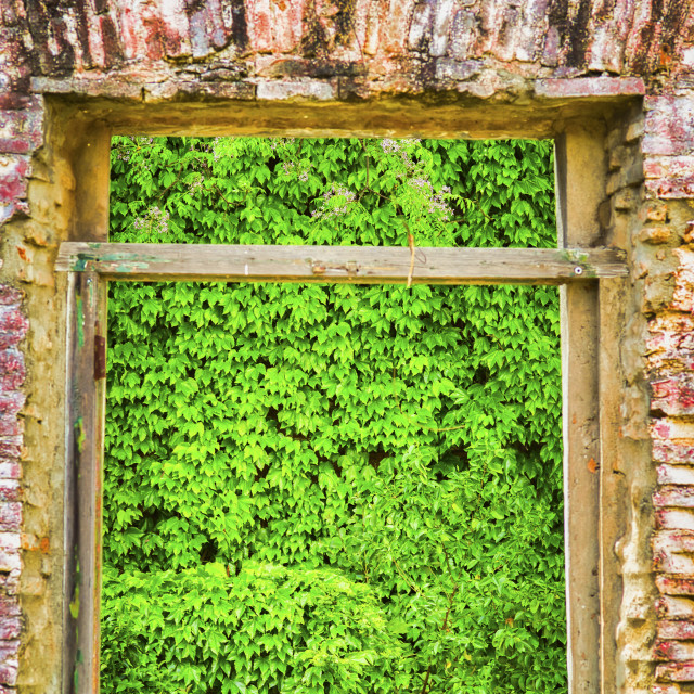 "GREEN IVY WINDOW" stock image