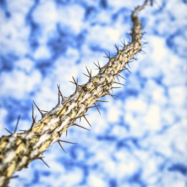 "PUFFY CLOUDS OCOTILLO" stock image