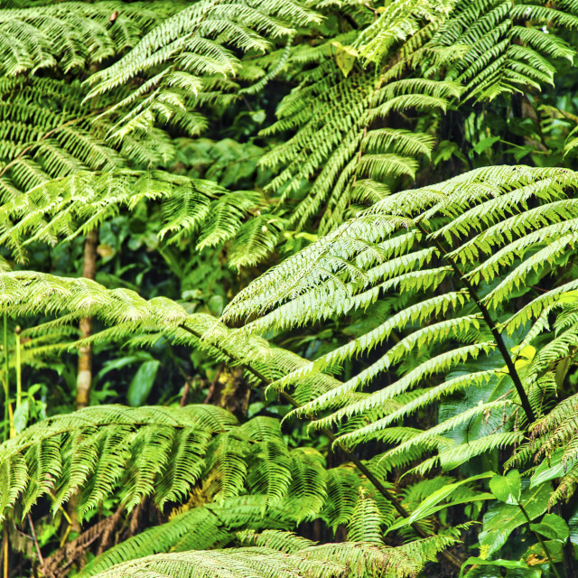 "TROPICAL FERNS" stock image