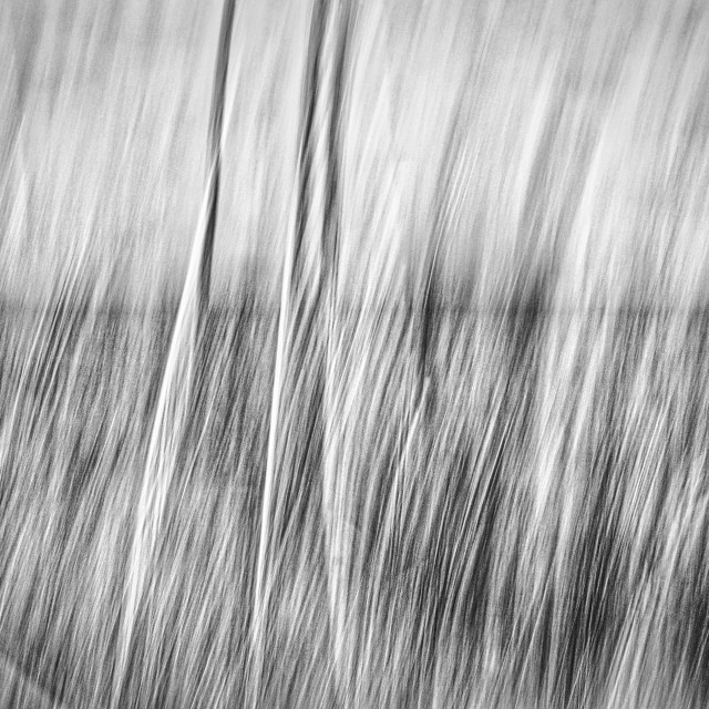 "DESERT GRASS ABSTRACT" stock image