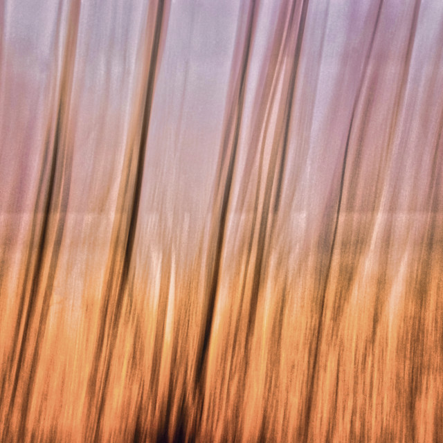 "ABSTRACT OCOTILLO" stock image