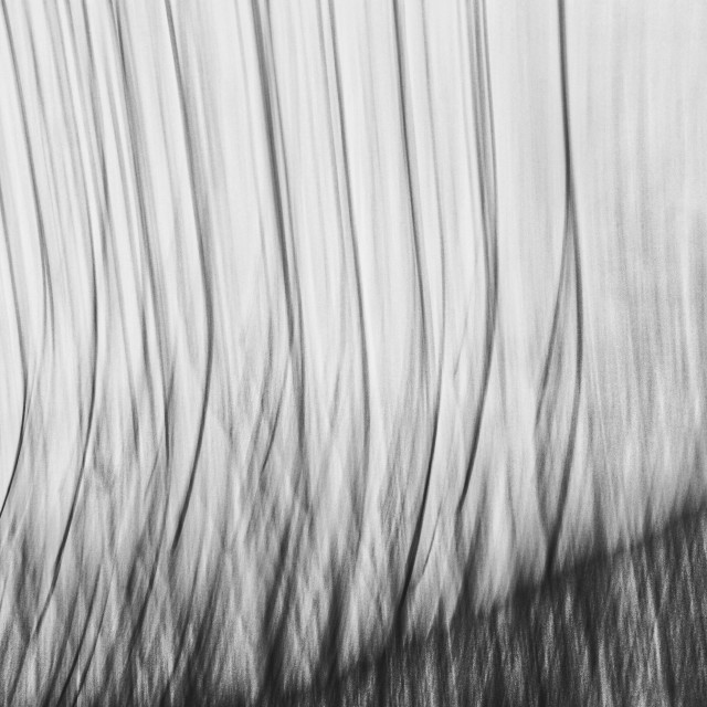 "SWAYING OCOTILLO" stock image