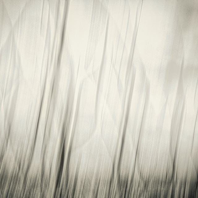 "DANCING OCOTILLO" stock image