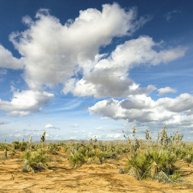 "CHIHUAHUA DESERT" stock image