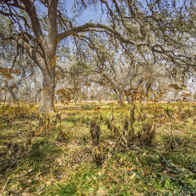 "OVERGROWN" stock image