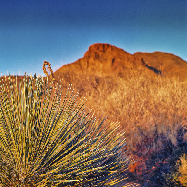 "YUCCA AND FRANKLIN MOUNTAINS" stock image