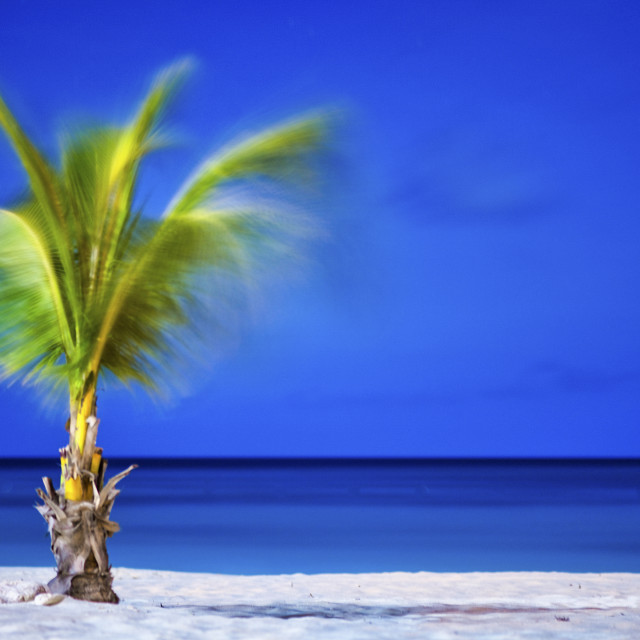 "MIDNIGHT SWAYING PALM" stock image