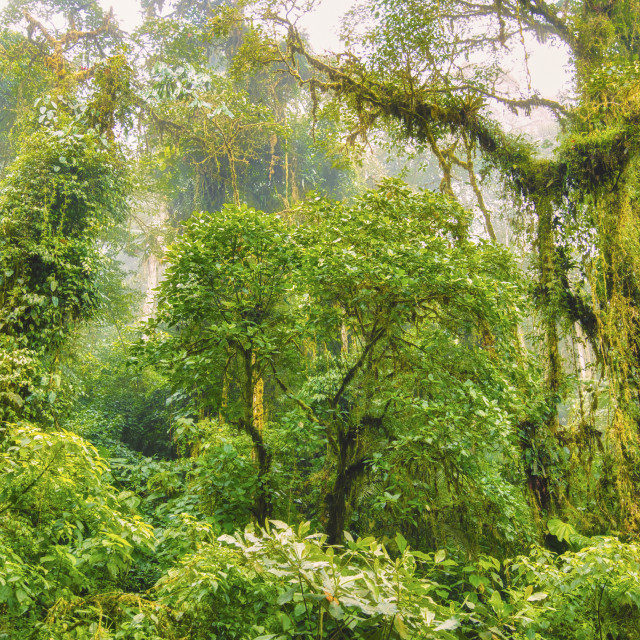 "LUSH GREEN TROPICAL RAIN FOREST" stock image