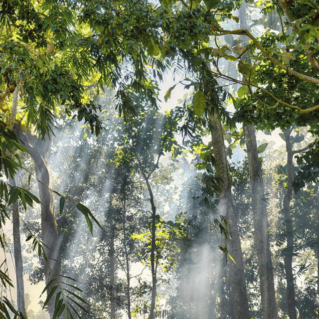 "MIST IN THE TREES" stock image