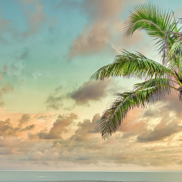 "COLOMBIA PALM SUNSET" stock image