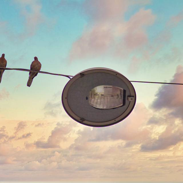 "BIRDS ON A WIRE" stock image