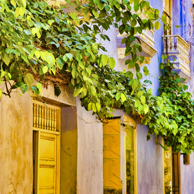 "CARTAGENA VINES" stock image