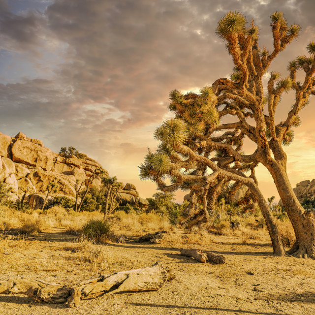 "LEANING JOSHUA TREE" stock image