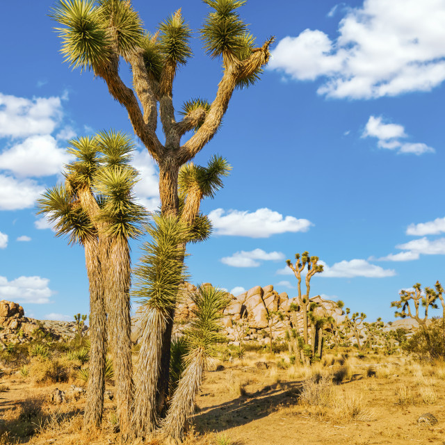 "JOSHUA TREE" stock image