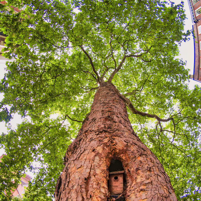 "BIRD HOUSE IN A TREE" stock image