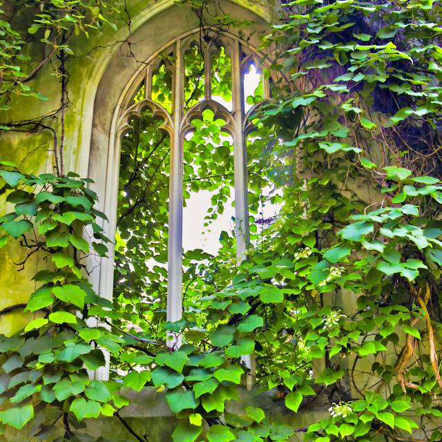 "WINDOW VINES" stock image