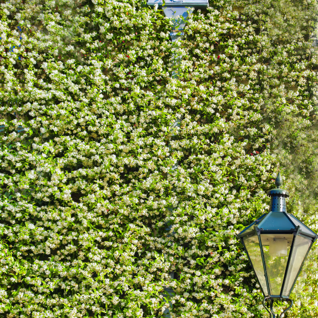 "LAMP POST AND FLOWERING VINES" stock image