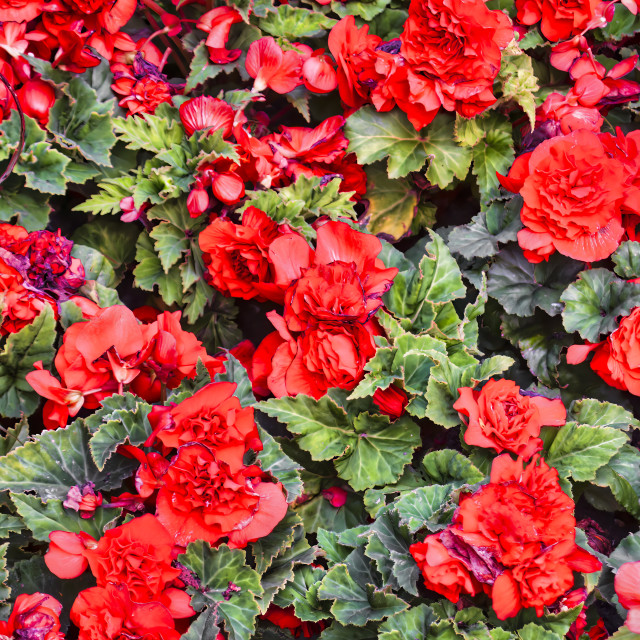 "REGENT'S PARK BEGONIAS" stock image