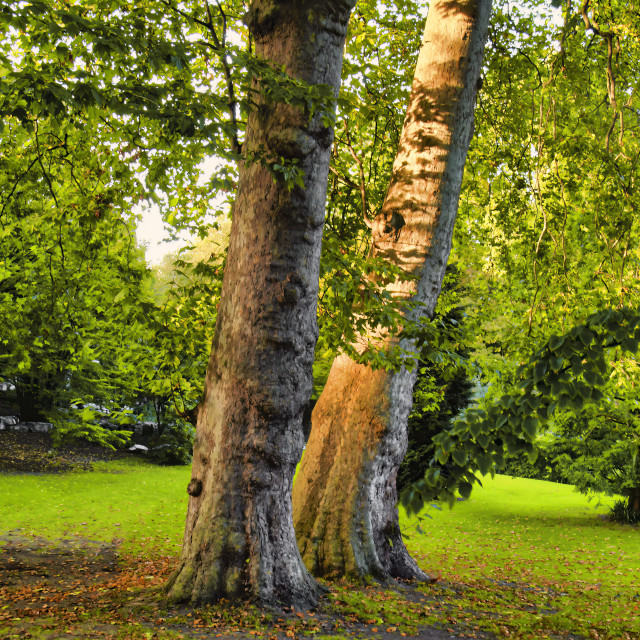 "HYDE PARK TREES" stock image