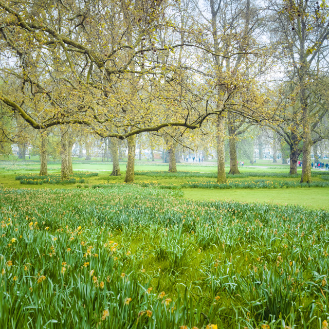 "GREEN PARK EARLY MORNING" stock image